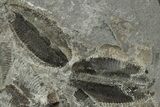 Plate of Ordovician Graptolite (Phyllograptus) Fossils - Utah #238869-1